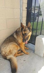 German Shepherd Dog Dogs for adoption in Dana Point, CA, USA