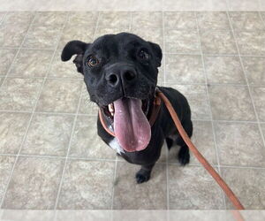 Boxer-Unknown Mix Dogs for adoption in Raleigh, NC, USA