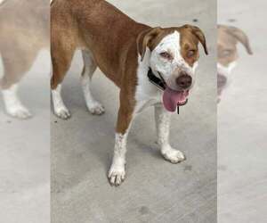 Mutt Dogs for adoption in Oakhurst, NJ, USA