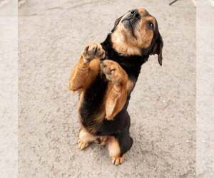 Mutt Dogs for adoption in Springdale, PA, USA