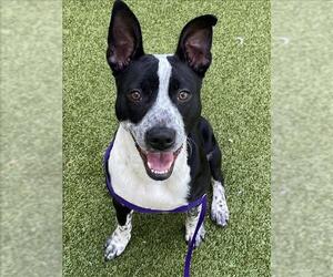 Mutt Dogs for adoption in Fayetteville, NC, USA