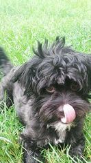 Havanese Dogs for adoption in Southampton, NY, USA