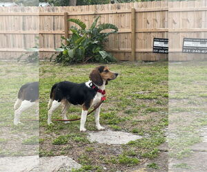 Beagle Dogs for adoption in Tampa, FL, USA