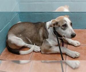 German Shepherd Dog-Siberian Husky Mix Dogs for adoption in Downey, CA, USA