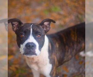 American Bulldog Dogs for adoption in Gainesville, FL, USA