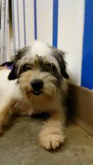 Shih Tzu Dogs for adoption in Ottawa, KS, USA