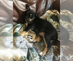 Mutt Dogs for adoption in Newnan, GA, USA