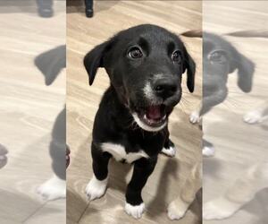 Huskies -Unknown Mix Dogs for adoption in MIDWAY, UT, USA