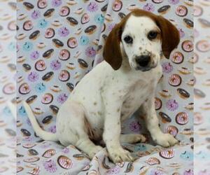 Pointer Dogs for adoption in Morton Grove, IL, USA