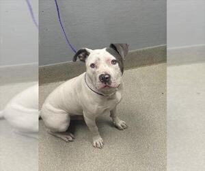 American Pit Bull Terrier-Unknown Mix Dogs for adoption in Las Vegas, NV, USA
