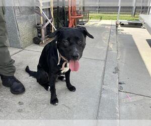 Medium Photo #4 Labrador Retriever Puppy For Sale in Long Beach, CA, USA