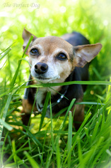 Chihuahua Dogs for adoption in Milpitas, CA, USA