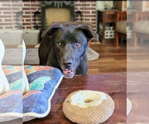 Labrador Retriever-Unknown Mix Dogs for adoption in Maryville, TN, USA