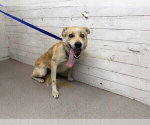 German Shepherd Dog-Unknown Mix Dogs for adoption in San Bernardino, CA, USA