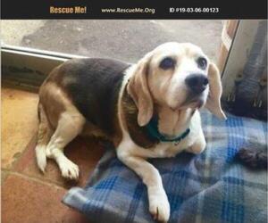 Beagle Dogs for adoption in Mount Juliet, TN, USA