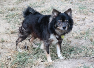 Chiranian Dogs for adoption in O Fallon, MO, USA