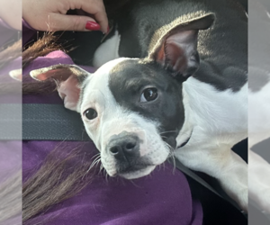 American Pit Bull Terrier-Bulldog Mix Dogs for adoption in Brewster, NY, USA