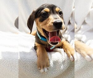 Mutt Dogs for adoption in Nashville, TN, USA