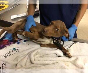 Pointer-Unknown Mix Dogs for adoption in Riverside, CA, USA