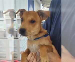 Staffordshire Bull Terrier-Unknown Mix Dogs for adoption in Bakersfield, CA, USA