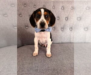Beagle Dogs for adoption in Parker Ford, PA, USA