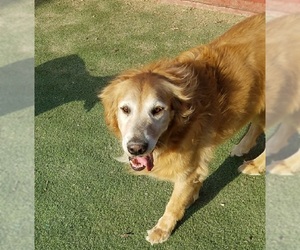 Golden Retriever Dogs for adoption in Carrollton, TX, USA