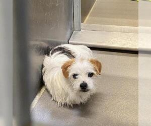 Rat Terrier Dogs for adoption in Modesto, CA, USA