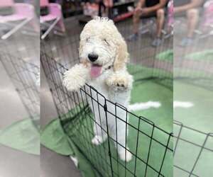 Labrador Retriever-Unknown Mix Dogs for adoption in Turlock, CA, USA