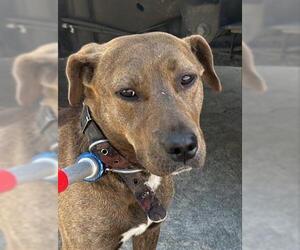 American Pit Bull Terrier Dogs for adoption in Houston, TX, USA