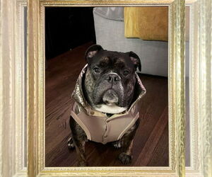 Bulldog Dogs for adoption in Wheaton, IL, USA