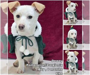 Pembroke Welsh Corgi-Pomeranian Mix Dogs for adoption in Seattle, WA, USA