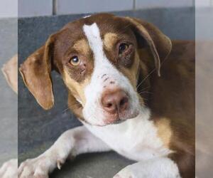 American Staffordshire Terrier-Unknown Mix Dogs for adoption in San Antonio, TX, USA