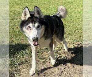 Siberian Husky-Unknown Mix Dogs for adoption in Aurora, IL, USA