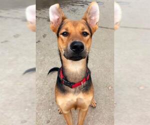 German Shepherd Dog-Unknown Mix Dogs for adoption in Sacramento, CA, USA