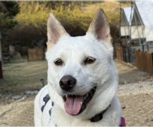 Mutt Dogs for adoption in San Ramon, CA, USA