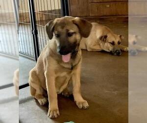 Labrador Retriever-Unknown Mix Dogs for adoption in CHANDLER, AZ, USA