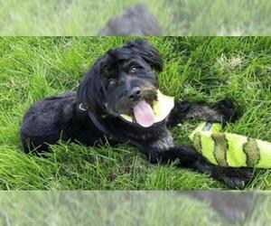 Aussiedoodle Dogs for adoption in Fenton, MO, USA