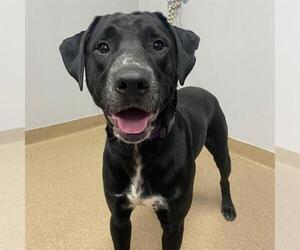 Labrador Retriever-Unknown Mix Dogs for adoption in Aurora, CO, USA
