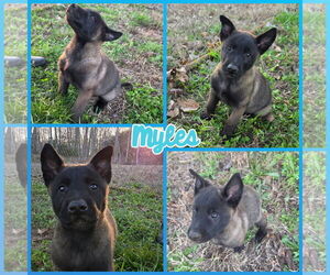 Mutt Dogs for adoption in Blacksburg, SC, USA