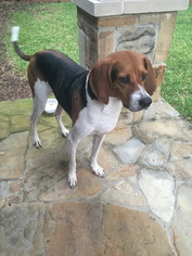 Treeing Walker Coonhound Dogs for adoption in PIPE CREEK, TX, USA