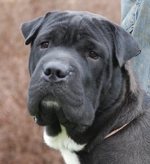 Chinese Shar-Pei-Great Dane Mix Dogs for adoption in Chesapeake City, MD, USA