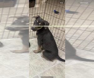 Doberman Pinscher-Unknown Mix Dogs for adoption in San Antonio, TX, USA