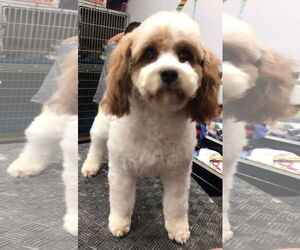 Cavalier King Charles Spaniel-Unknown Mix Dogs for adoption in Lincolnwood, IL, USA