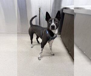 Siberian Husky-Unknown Mix Dogs for adoption in Fairbanks, AK, USA