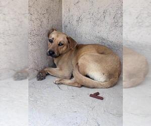 Black Mouth Cur-Unknown Mix Dogs for adoption in Oklahoma City, OK, USA