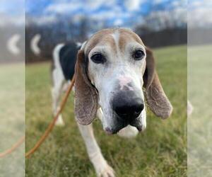 Treeing Walker Coonhound Dogs for adoption in Boonton, NJ, USA