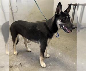 Siberian Husky-Unknown Mix Dogs for adoption in Camarillo, CA, USA