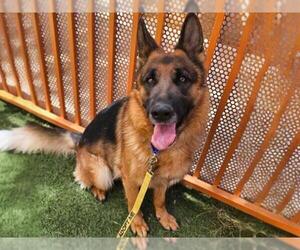 German Shepherd Dog-Unknown Mix Dogs for adoption in Las Vegas, NV, USA