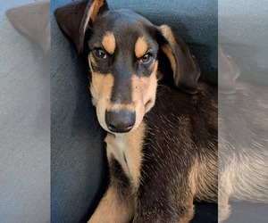 Doberman Pinscher-Unknown Mix Dogs for adoption in Anchorage, AK, USA