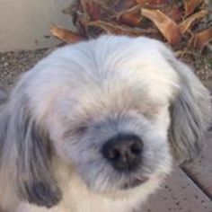 Shih Tzu Dogs for adoption in tucson, AZ, USA